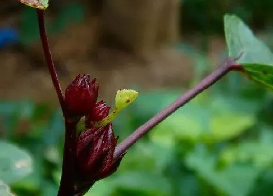 植物播种|红桃k什么时候播种