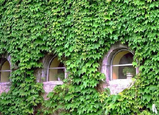 植物百科|爬山虎属于什么类植物 属于落叶木质藤本植物