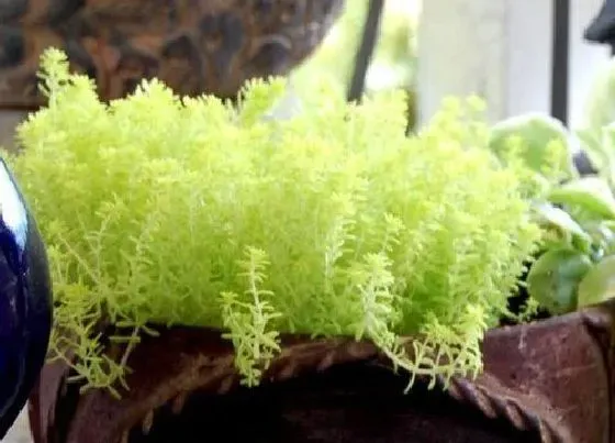 植物繁殖|黄金草怎么繁殖方法和注意事项