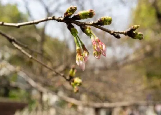 植物修剪|樱花怎么修剪方法