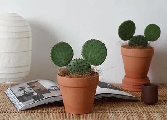 植物寓意|仙人掌代表什么象征意义