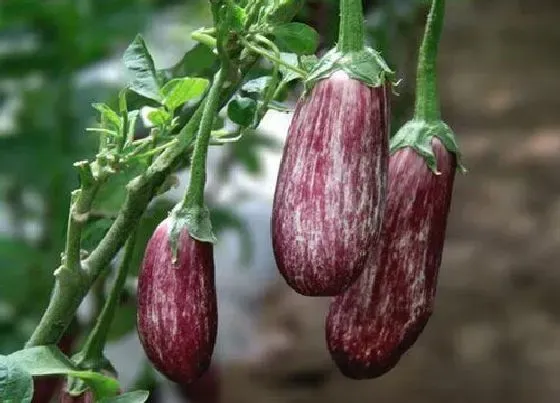 颜色花|茄子有几种颜色