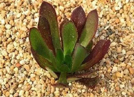 烂根|法师的根烂了怎么办