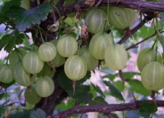 食用科普|灯笼果一天吃几个最好