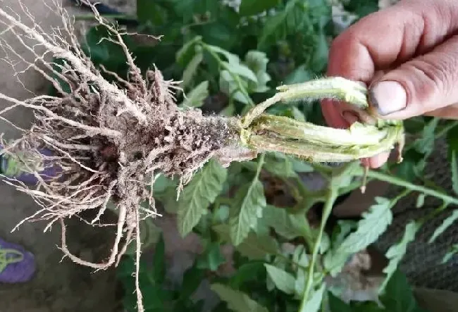 植物病害|番茄叶子枯萎是什么病（西红柿苗枯萎病的症状和防治方法）