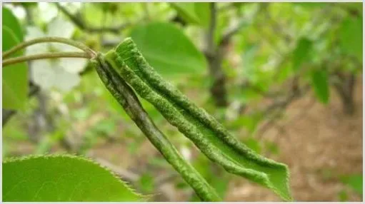 梨木虱的农业及药剂防治措施 | 种植病虫害