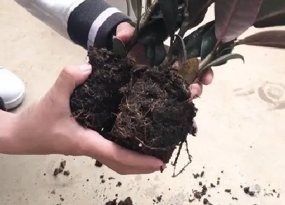 根部|橡皮树根系发达吗