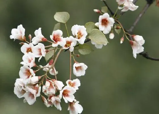 颜色花|桐子花是什么颜色的