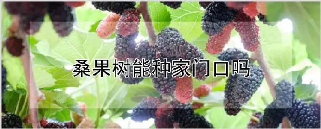 桑果树能种家门口吗 | 种植技术