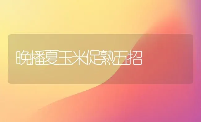 晚播夏玉米促熟五招 | 粮油作物种植