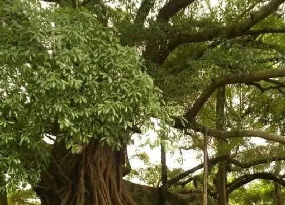 种植位置|榕树可以种在家门口吗