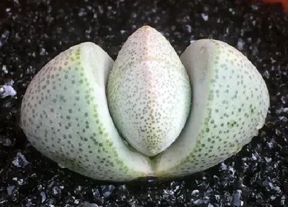 植物繁殖|帝玉怎么繁殖方法和注意事项