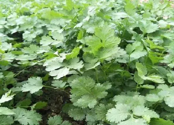 冬天植物|香菜耐寒多少度