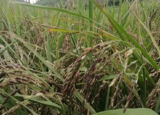 果实成熟|糯米什么时候成熟上市