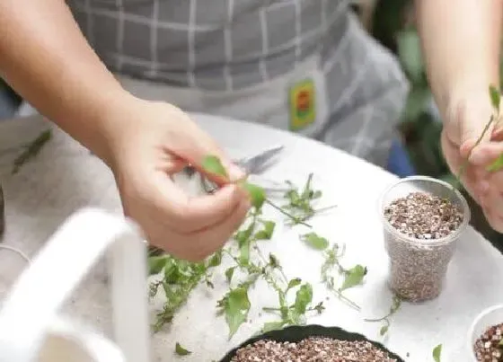 植物修剪|蓝雪花怎么修剪，修剪时间与方法）