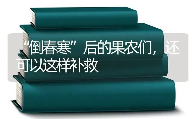 玉米出现秃尖、缺粒只需补施这些肥料 | 种植肥料施肥