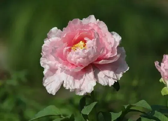 植物寓意|粉色牡丹花的寓意和象征