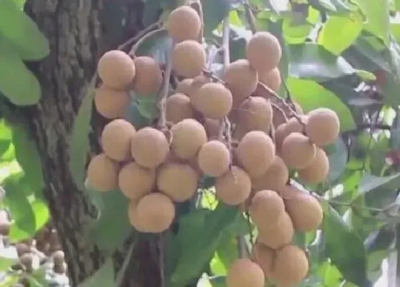 植物文学|龙眼的生长过程