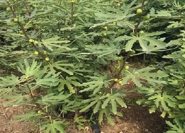 植物移栽|无花果什么时候分株