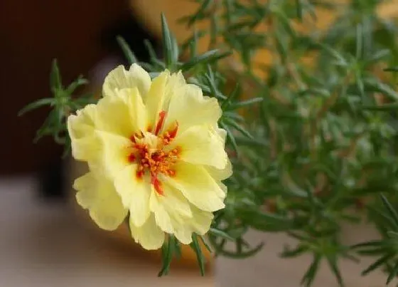 颜色花|太阳花有什么颜色