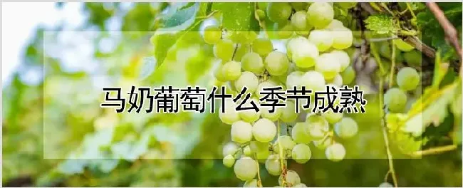 马奶葡萄什么季节成熟 | 种植资料