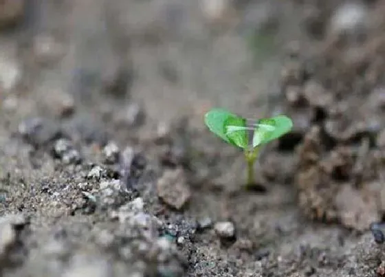 种植方法|黄心乌塌菜种植时间和方法 栽培管理技术