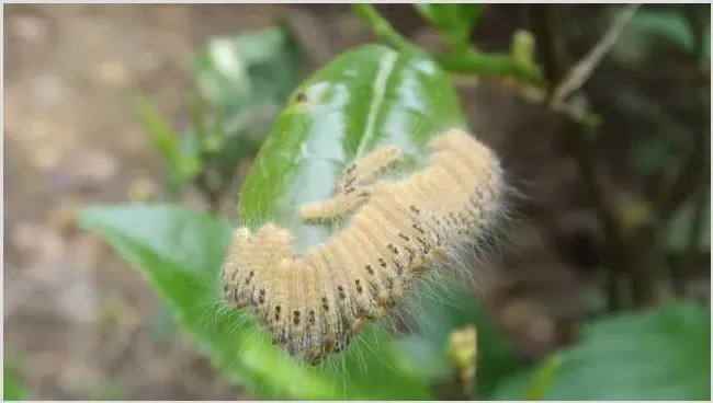 茶毛虫的防治方法 | 种植技术