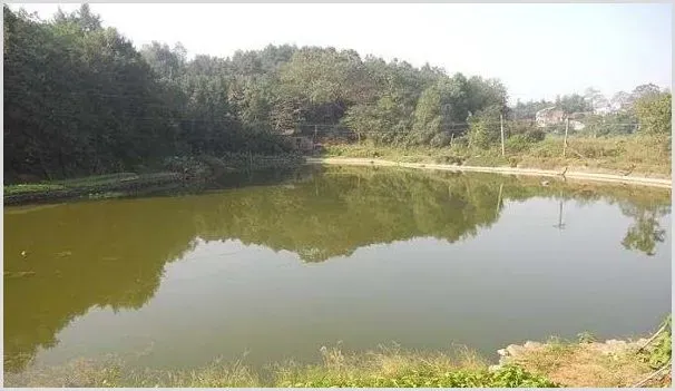 鱼塘注换水的诀窍和注意要点 | 植物病害