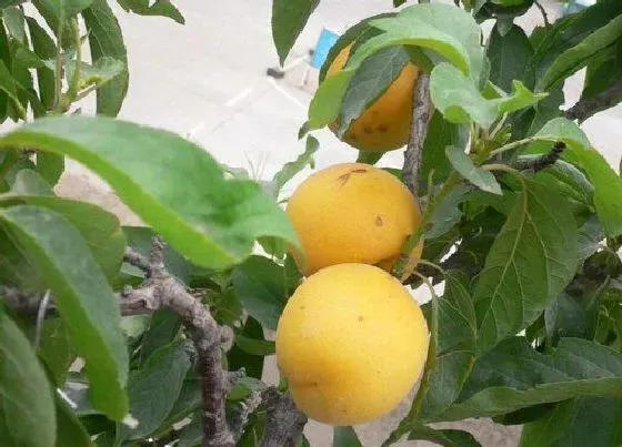 植物修剪|杏树夏天可以剪枝吗 什么时候剪好
