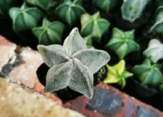 植物繁殖|五角鸾凤玉怎么繁殖方法和注意事项