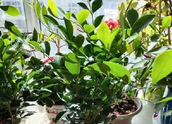 植物浇水|九里香可以浇醋吗