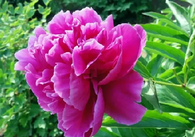 花语|芍药花的花语是什么含义