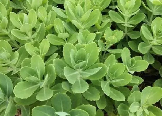 植物百科|八宝景天开花吗 开花什么样子