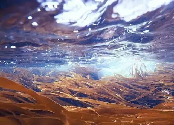 植物百科|海带属于什么类植物 属于绿色海藻植物吗