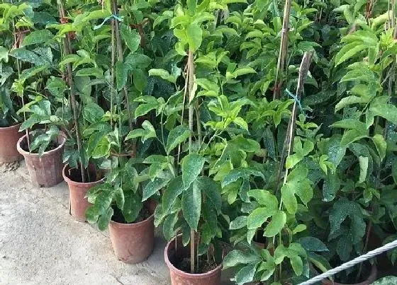 冬天植物|百香果怕冻吗 能在室外过冬吗