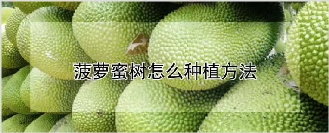 菠萝蜜树怎么种植方法 | 农业科普