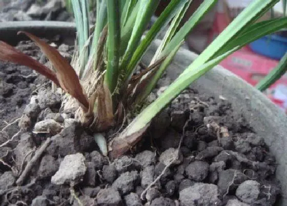 种植土壤|花盆里的土太湿太黏怎么解决（盆栽的土一直是湿的怎么办）