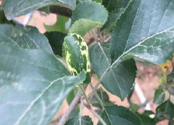 植物病害|苹果花叶病症状及防治方法