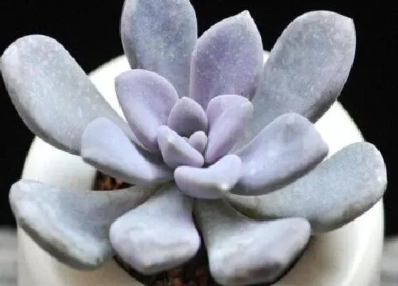 植物种类|皮实好养的多肉品种 好养活又漂亮的多肉种类