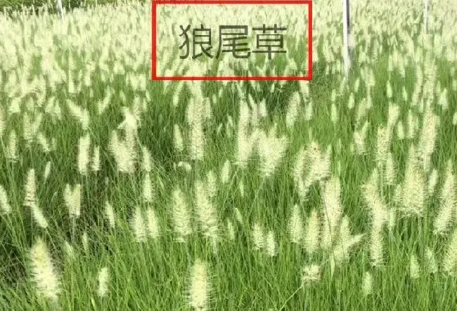 植物百科|狼尾巴草和狗尾巴草的区别