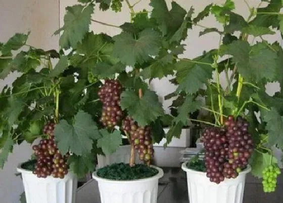 植物修剪|盆栽葡萄怎么修剪好看