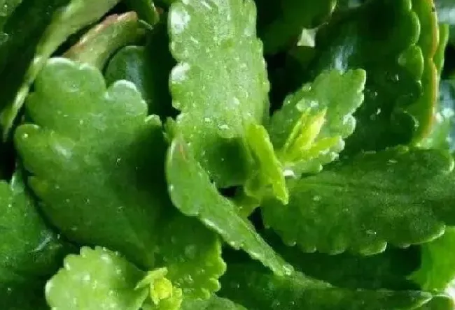 养殖方法|长寿花为什么打花苞不开（长寿花花苞期间怎么养护能开花）