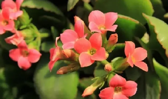 养殖方法|长寿花为什么打花苞不开（长寿花花苞期间怎么养护能开花）