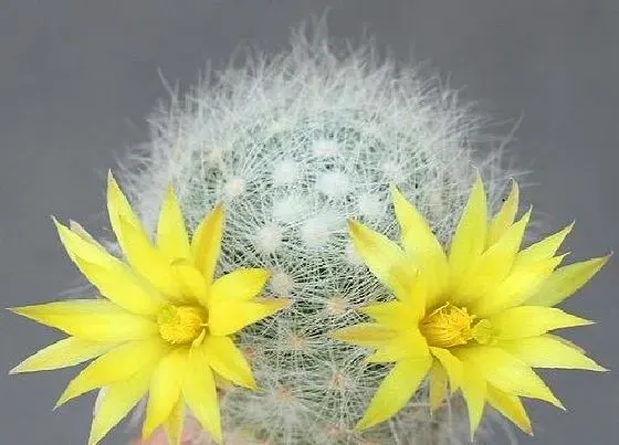 习性特点|仙人球开花是什么样子的 开什么颜色花
