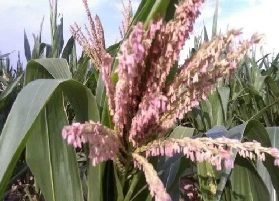 植物百科|玉米是两性花吗