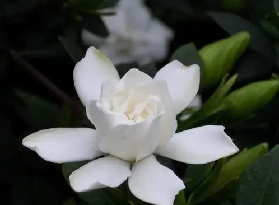 植物香味|栀子花有香味吗 香味是什么味道的