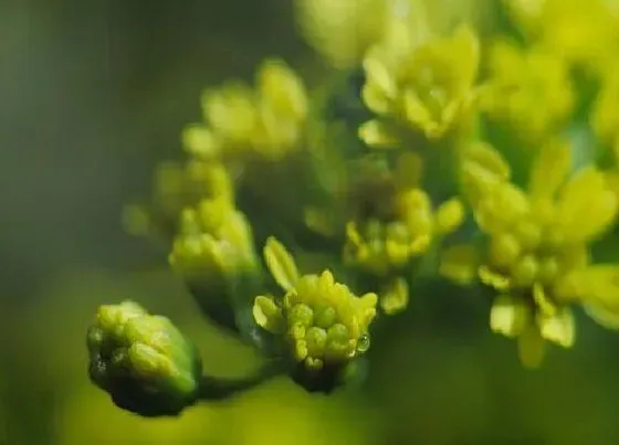 花语|火祭的花语和寓意