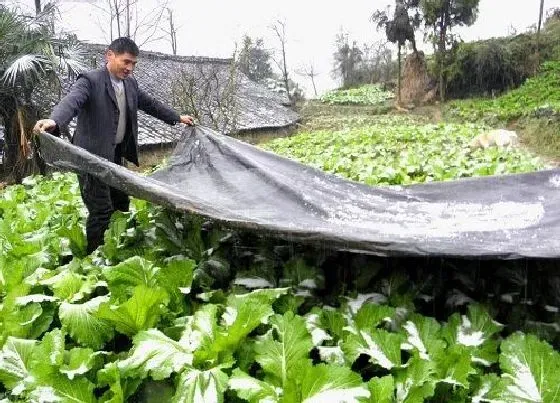 冬天植物|白菜能否用塑料布盖以防冻死（冬天防止白菜受冻方法）