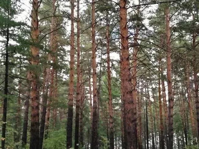 种植土壤|中国十大松树