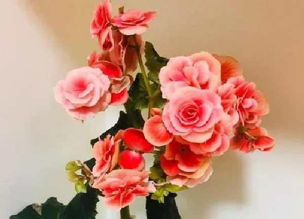 植物移栽|盆景海棠什么时候换盆好